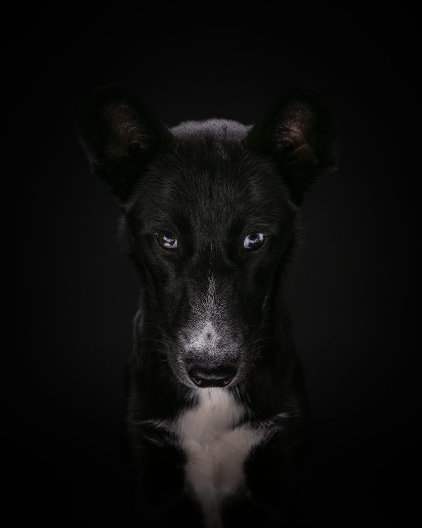 animal.fineart